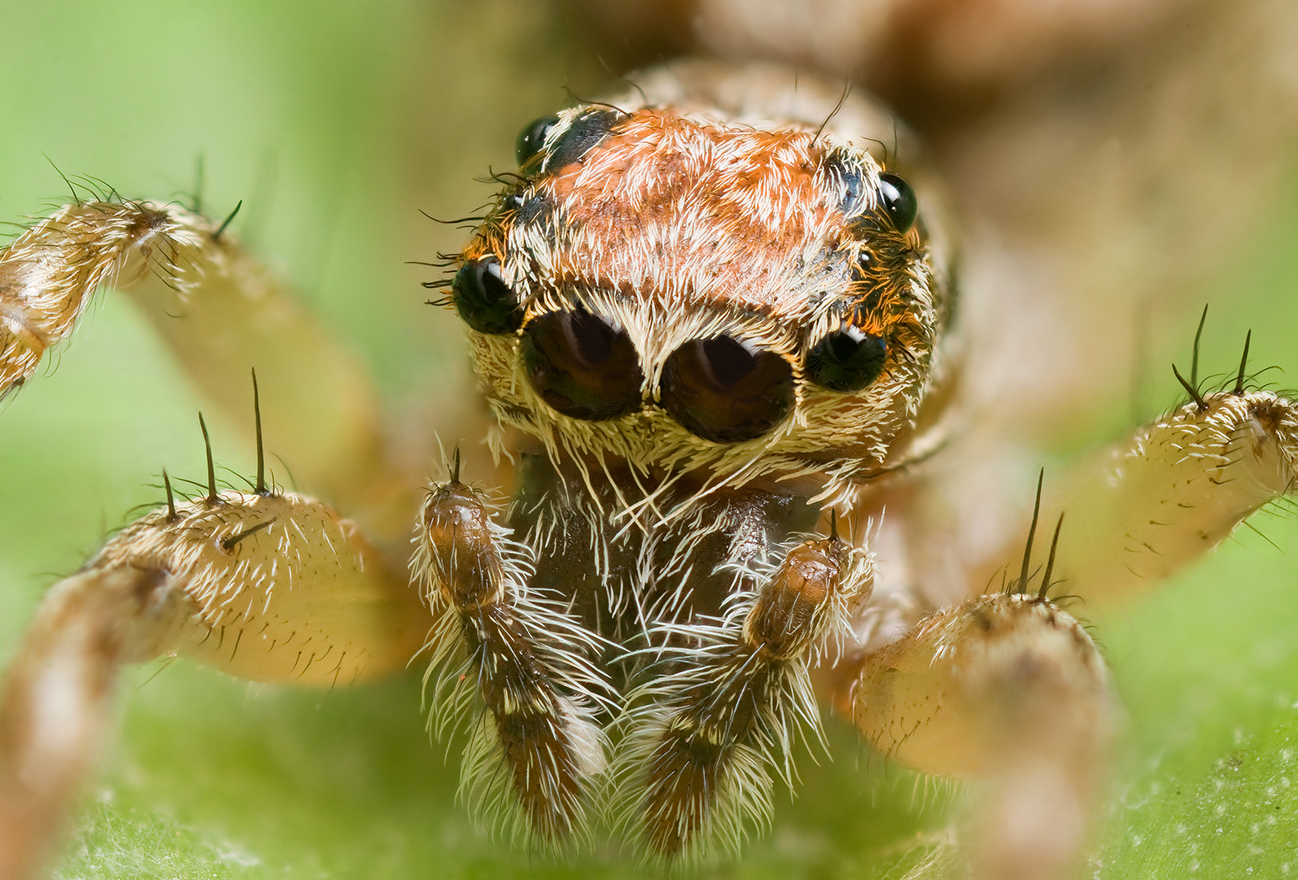Örümcekler, sakızlar ve hemoroidin ortak yönü nedir?