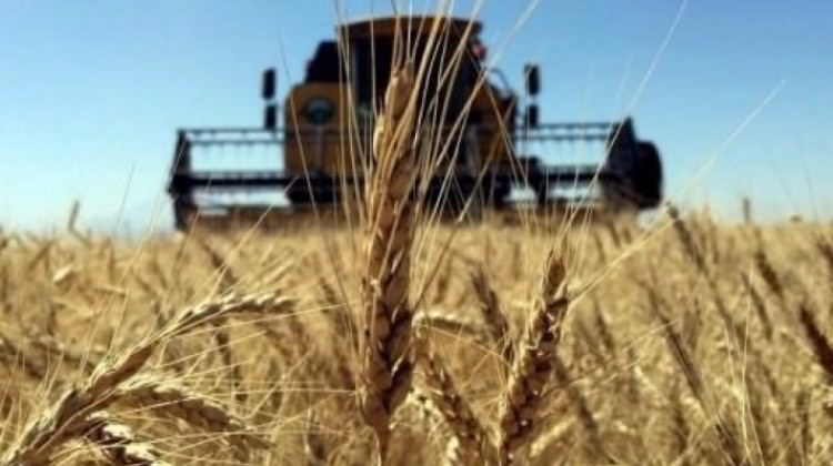 Tarım ülkesi Türkiye, 90 bin ton buğday ithal edecek!