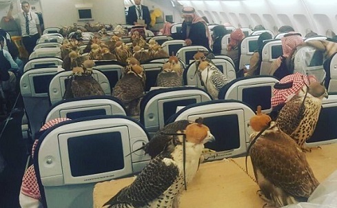 Suudi prensi şahinleri için 80 uçak bileti aldı