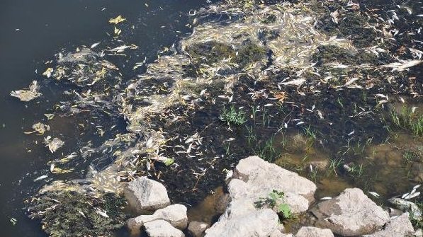 Bursa'da atıklar toplu balık ölümlerine neden oldu!