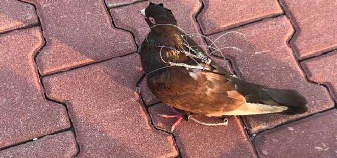 Cezaevinde 'haberci kuş yakalandı' iddiası