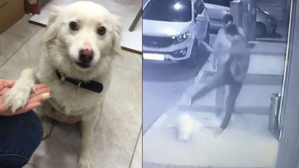 VİDEO | Kaldırımdaki köpeği böyle tekmelemişti: Gözaltına alındı