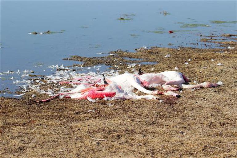 Konya'da flamingo katliamı: Tüfekle vurup boğazlarını kestiler!