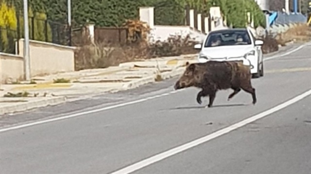 İzmir'de aç kalan domuzlar şehre indi