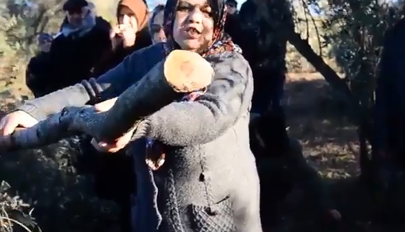 VİDEO | Zeytin ağaçları termik santral için söküldü: Köylüler böyle isyan etti...