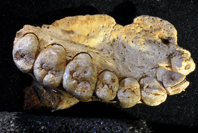 Afrika dışında bilinen en eski modern insan fosili bulundu