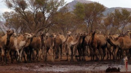 Avustralya'da 10 bin yabani deve öldürülecek