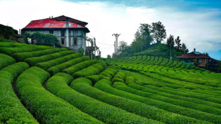 Rize Valisi: 50 bin çay üreticisinin memlekete geliş izni iptal edildi