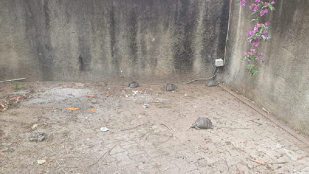 Antalya Alanya'da kaplumbağalar öldürülmüştü: 