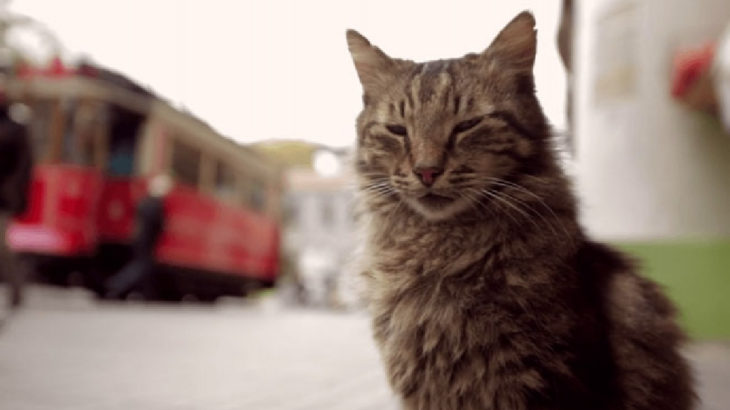 Kadıköy'de kedi ölümleri: İnceleme başlatıldı