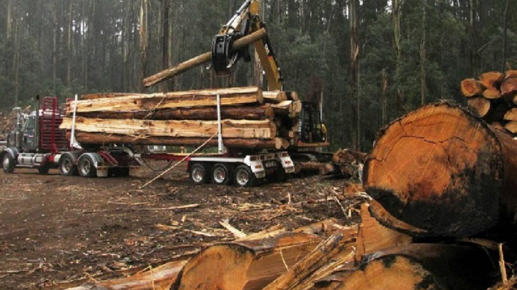 Korona döneminde orman katliamı yüzde 150 arttı