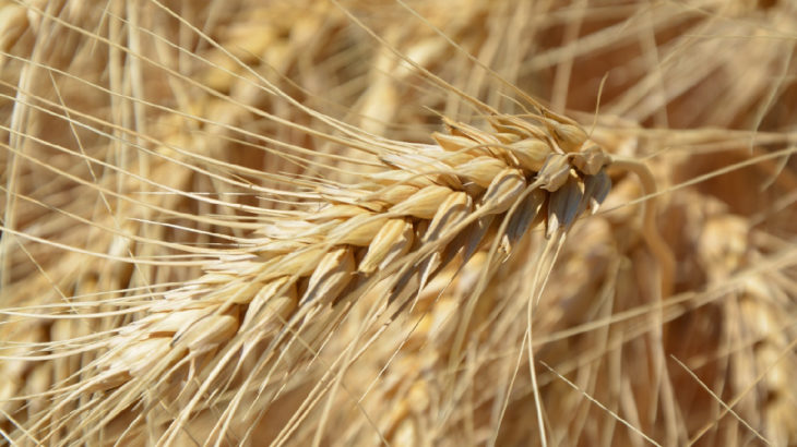 Buğday 14 yılın zirvesinde: Ekmek fiyatları yine zamlanacak