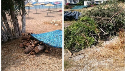 Bodrum'da 'sosyal mesafe' katliamı: Sahili genişletmek için ağaçları kestiler