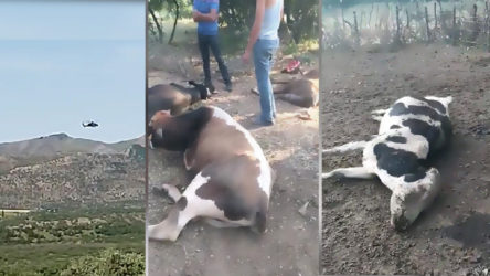 Diyarbakır'da köylülere darp ve hayvanlara helikopterli saldırı Meclis gündeminde