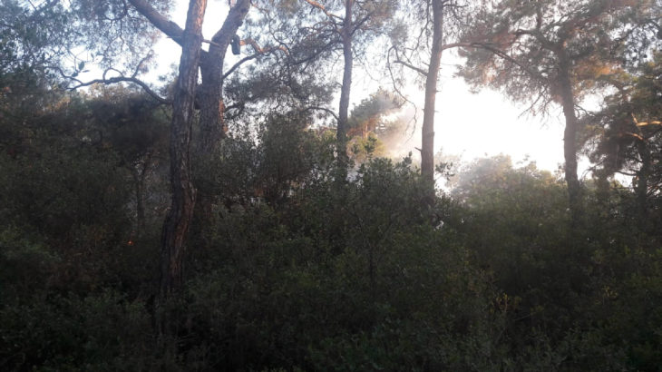 Büyükada'daki orman yangını kontrol altına alındı