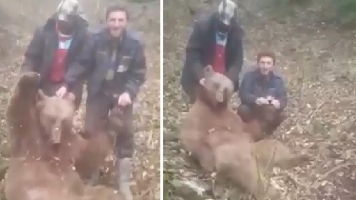Avcıların öldürdüğü ayıya işkence ettiği görüntüler büyük tepki topladı