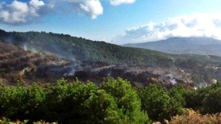 Diyarbakır'da ormanlık alandaki otları ateşe veren 4 kişi tutuklandı