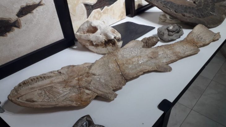 Müze değil, Adnan Oktar'ın evi: 150 milyon yıllık olduğu iddia edilen, 10 milyon dolar değerinde fosil!