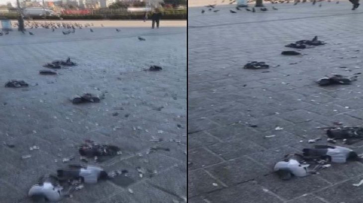 Eminönü'de güvercinleri ezmişti: 2 yıla kadar hapsi isteniyor