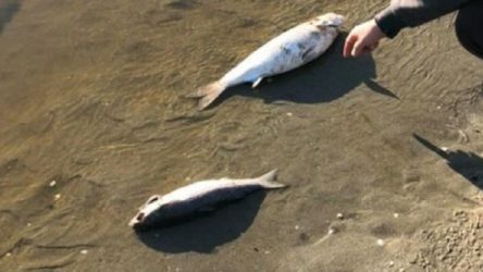 Balık ölümleri: İBB inceleme başlattı