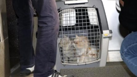 Ankara'da bir dairede ses telleri alınmış 9 köpek, 6 kedi bulundu