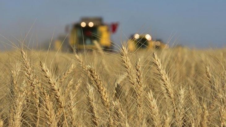 Rusya Başbakanı tahıl ihracatını yasaklayan kararnameyi imzaladı