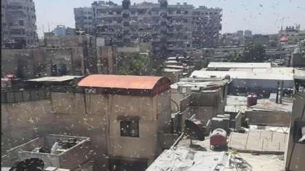 Şam'da çekirge istilası