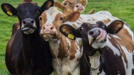 Bakanlık izin verdi: 55 bin sığır ithal edilecek