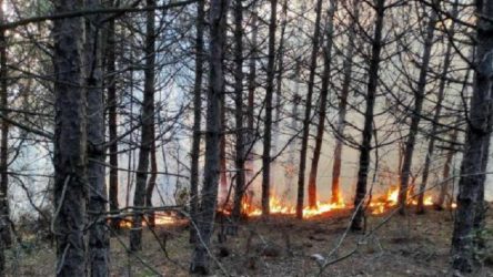 Tekirdağ Şarköy'de şüpheli orman yangını: 5 noktada aynı anda 'yangın çıktı'