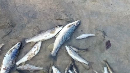Adana Feke'de HES'te toplu balık ölümleri