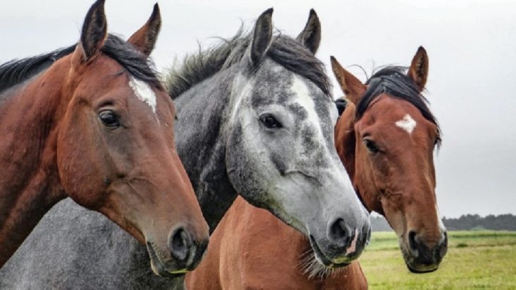 İstanbul İl Tarım ve Orman Müdürlüğü: Atların yerini bilmemize imkan yok