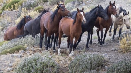 İBB, kayıp atlarla ilgili Tarım ve Orman Bakanlığı'nı işaret etti