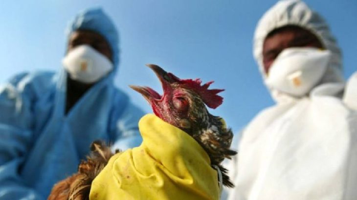 Bir salgın alarmı daha: Çin'de kuş gribinin yeni bir türü ilk kez bir insana bulaştı