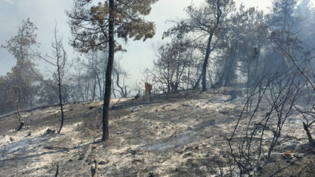 Bilecik'te büyük orman yangını: Binlerce kızılçam zarar gördü