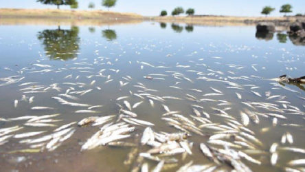 Şanlıurfa Siverek'te toplu balık ölümleri korkutuyor