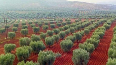 AKP'nin desteklediği cihatçılar, Suriye'de 1.5 milyon ağacı kestiler