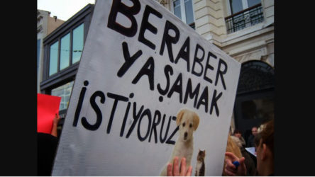 Ankara'da köpekleri öldürüp yan yana dizmişler!