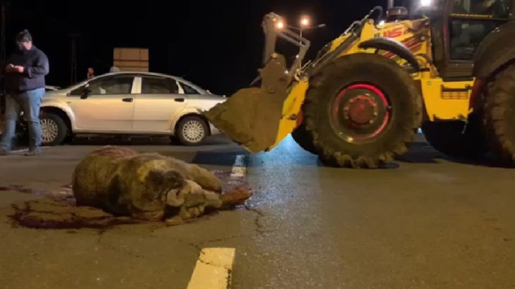 Kars'ta bir otomobilin çarptığı 250 kiloluk bozayı öldü