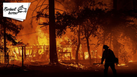 Tülin Tankut yazdı: Yangın felaketine uğrayan ağaçların dili olsa da...