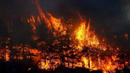 Samsun'da orman yangını: 7 hektarlık alan zarar gördü