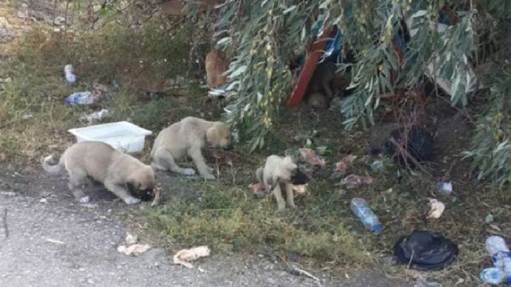 AKP'li belediyenin yol kenarına bıraktığı köpekleri araçlar ezdi: 20 köpek can verdi