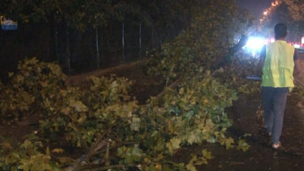 İstanbul'da şiddetli yağış ve rüzgar: Ağaçlar yola devrildi