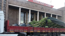 10 Ekim Katliamı'nda hayatını yitirenler için yerleştirilen matem ağaçları Ankara Valiliği tarafından kaldırıldı