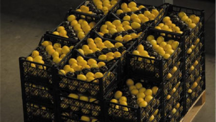 Limonun fiyatı içine konulan kasadan daha ucuz: Üretici ağaçlarını kesiyor