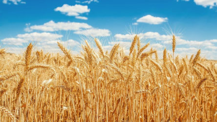 Tarımı çökertilen Türkiye, Rus buğdayı ithalatında bir kez daha birinci sıraya geçti