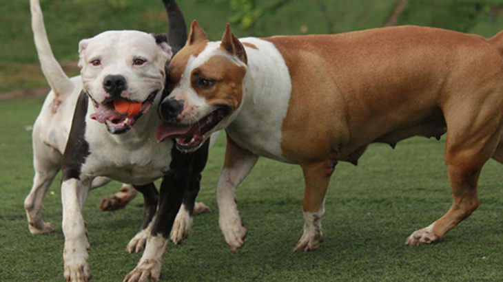 ‘Yasaklı ırk’ köpekleri terk etmenin cezası: 30 bin TL